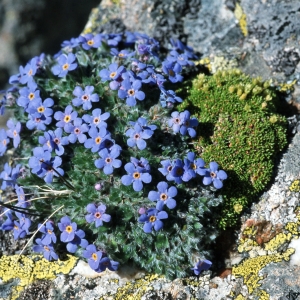 Photographie n°45005 du taxon Eritrichium nanum (L.) Schrad. ex Gaudin [1828]