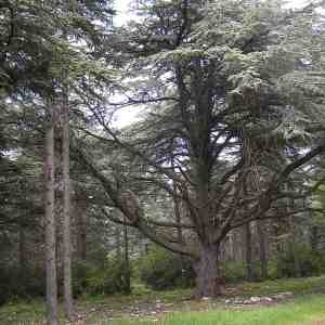 Photographie n°45008 du taxon Cedrus atlantica (Manetti ex Endl.) Carrière [1855]