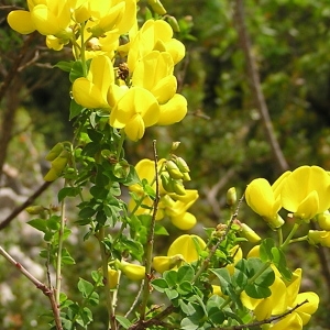 Photographie n°45010 du taxon Cytisus sessilifolius L. [1753]