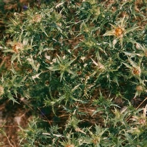 Photographie n°45035 du taxon Carlina corymbosa subsp. corymbosa