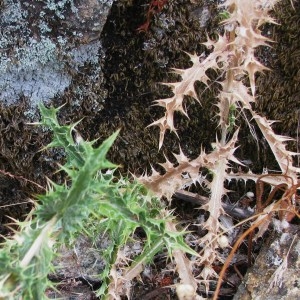 Photographie n°45037 du taxon Carlina corymbosa subsp. corymbosa