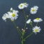  Bertrand BUI - Erigeron annuus var. annuus 