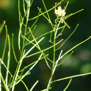 Photographie n°45057 du taxon Sisymbrium irio L. [1753]