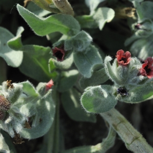 Photographie n°45072 du taxon Pardoglossum cheirifolium (L.) Barbier & Mathez [1973]