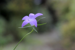 Pierre CONSTANT, le 12 août 2009 (Boën (Le Guet))