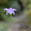  Pierre CONSTANT - Campanula patula L. [1753]