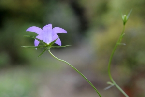 Pierre CONSTANT, le 12 août 2009 (Boën (Le Guet))
