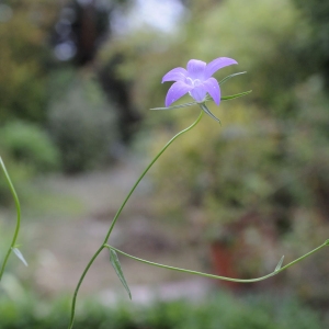 Photographie n°45078 du taxon Campanula patula L. [1753]