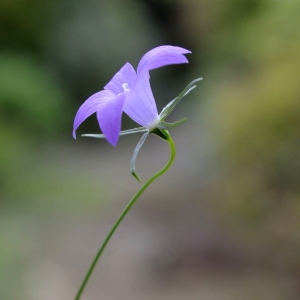 Photographie n°45079 du taxon Campanula patula L. [1753]