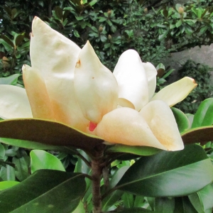Magnolia grandiflora L. (Magnolia à grandes fleurs)