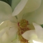  Annick Larbouillat - Magnolia grandiflora L. [1759]