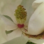  Annick Larbouillat - Magnolia grandiflora L. [1759]
