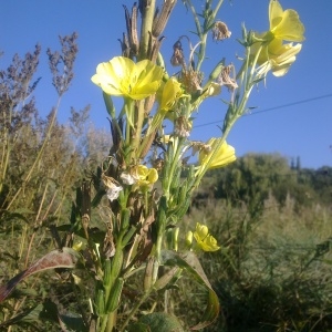 Photographie n°45091 du taxon Oenothera biennis L. [1753]