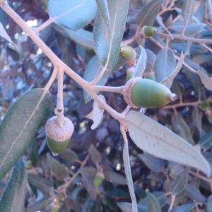 Photographie n°45109 du taxon Quercus ilex L. [1753]