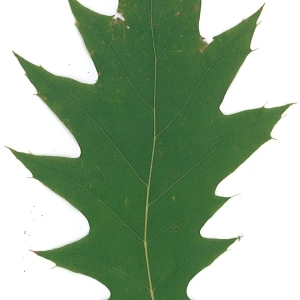 Photographie n°45139 du taxon Quercus rubra L. [1753]