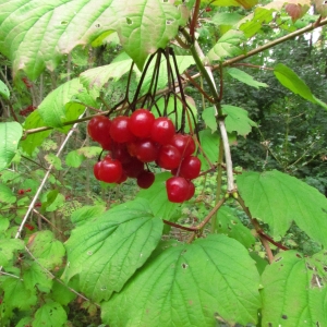 Photographie n°45144 du taxon Viburnum opulus L. [1753]