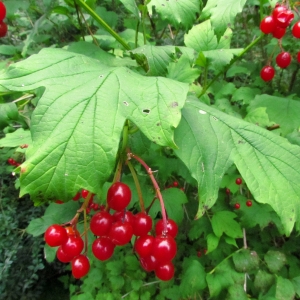 Photographie n°45145 du taxon Viburnum opulus L. [1753]