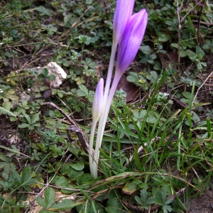 Photographie n°45146 du taxon Colchicum multiflorum Brot. [1804]