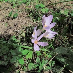 Photographie n°45147 du taxon Colchicum multiflorum Brot. [1804]