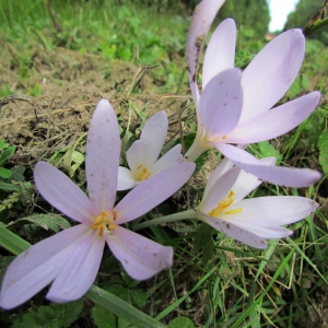 Photographie n°45148 du taxon Colchicum multiflorum Brot. [1804]