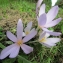  Annick Larbouillat - Colchicum multiflorum Brot. [1804]