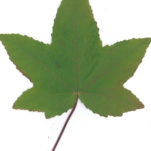 Photographie n°45154 du taxon Liquidambar styraciflua L. [1753]