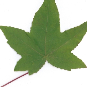 Photographie n°45156 du taxon Liquidambar styraciflua L. [1753]