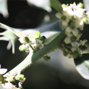 Photographie n°45169 du taxon Ilex aquifolium L. [1753]