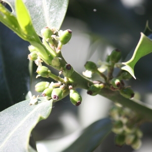 Photographie n°45170 du taxon Ilex aquifolium L. [1753]