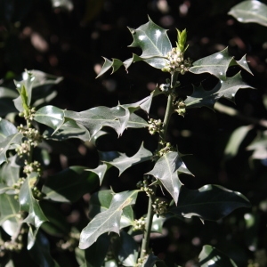 Photographie n°45173 du taxon Ilex aquifolium L. [1753]