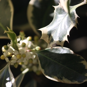 Photographie n°45179 du taxon Ilex aquifolium L. [1753]