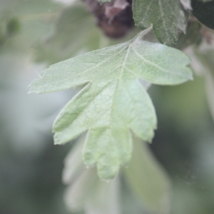 Photographie n°45219 du taxon Crataegus monogyna Jacq. [1775]