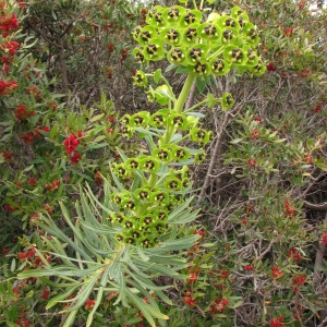 Photographie n°45237 du taxon Euphorbia characias L.