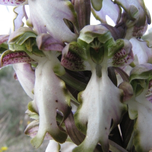 Photographie n°45239 du taxon Himantoglossum robertianum (Loisel.) P.Delforge [1999]