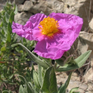 Photographie n°45246 du taxon Cistus albidus L. [1753]