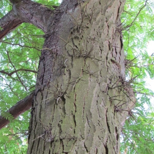 Photographie n°45249 du taxon Gleditsia triacanthos L. [1753]