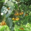  Annick Larbouillat - Sorbus intermedia (Ehrh.) Pers. [1806]
