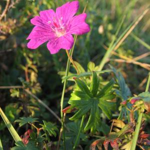 Photographie n°45256 du taxon Geranium sanguineum L. [1753]