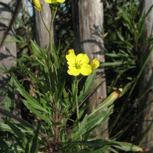 Photographie n°45259 du taxon Diplotaxis tenuifolia (L.) DC. [1821]