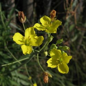 Photographie n°45260 du taxon Diplotaxis tenuifolia (L.) DC. [1821]