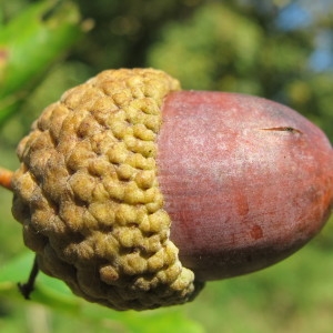 Photographie n°45264 du taxon Quercus robur L. [1753]