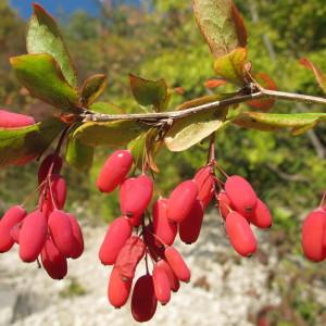 Photographie n°45266 du taxon Berberis vulgaris L. [1753]