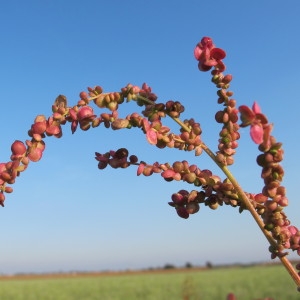 Photographie n°45267 du taxon Atriplex micrantha Ledeb. [1829]