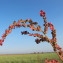  Hugues Tinguy - Atriplex micrantha Ledeb. [1829]