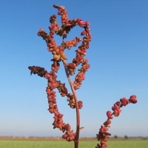 Atriplex micrantha Ledeb. (Arroche à petites fleurs)