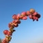  Hugues Tinguy - Atriplex micrantha Ledeb. [1829]