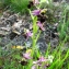  Annick Larbouillat - Ophrys picta Link [1800]