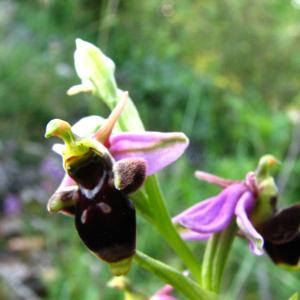 Ophrys scolopax subsp. apiformis (Desf.) Maire & Weiller (Ophrys peint)