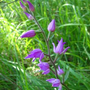 Photographie n°45282 du taxon Cephalanthera rubra (L.) Rich.