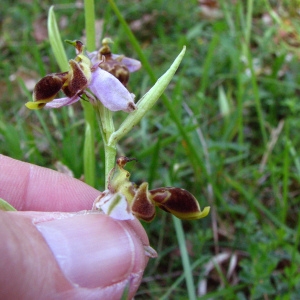 Ophrys scolopax subsp. santonica (J.M.Mathé & Melki) Engel & Quentin (Ophrys de Saintonge)